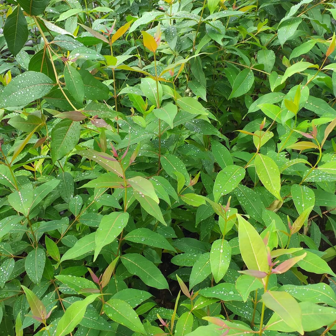 (Plug Size) Lemon Eucalyptus Tree, Eucalyptus Plant Live, 2-4 Inches Tall, Dormant, No Leaf Until Spring, Fragrant Leaf for Home Decor