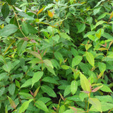 (Plug Size) Lemon Eucalyptus Tree, Eucalyptus Plant Live, 2-4 Inches Tall, Dormant, No Leaf Until Spring, Fragrant Leaf for Home Decor