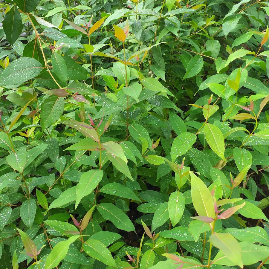 (Plug Size) Lemon Eucalyptus Tree, Eucalyptus Plant Live, 2-4 Inches Tall, Dormant, No Leaf Until Spring, Fragrant Leaf for Home Decor