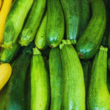 2 Green Zucchini Plants Live, 5-9 Inches Tall, Squash Vegetable Plant for Home Garden, Easy to Plant and High Yields