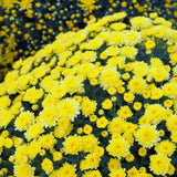 Chrysanthemum Plants Live Tree Well Rooted, 4 to 6 Inches Tall, Mums Plants Live, 2 Plants for The Patio and Garden (Yellow)