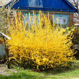 Live Gold Forsythia Plant 5-8" Tall, Forsythia Tree in 2.5 Inch Pot, Ornamental Yellow Flowering Shrub for Garden Beds, Borders, Hedges