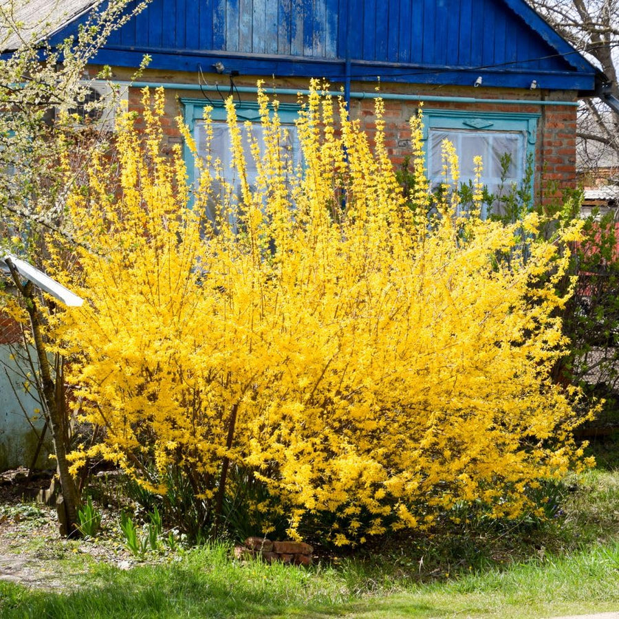 Live Gold Forsythia Plant 5-8" Tall, Forsythia Tree in 2.5 Inch Pot, Ornamental Yellow Flowering Shrub for Garden Beds, Borders, Hedges