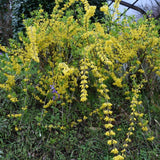 Live Gold Forsythia Plant 5-8" Tall, Forsythia Tree in 2.5 Inch Pot, Ornamental Yellow Flowering Shrub for Garden Beds, Borders, Hedges
