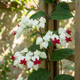 White Bleeding Heart Clerodendrum Plants Live, Trailing Light Bulb Flowering Vine, 4-8 Inch Tall, Ready to Plant Outdoor