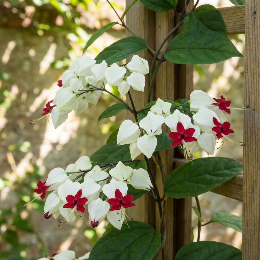 White Bleeding Heart Clerodendrum Plants Live, Trailing Light Bulb Flowering Vine, 4-8 Inch Tall, Ready to Plant Outdoor