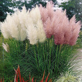 2 Plants of Pampas Grass Plants, Pink Pampas Grass Plants Live from 5 Inches in Height Ornamental Grass Plant Live Outdoor