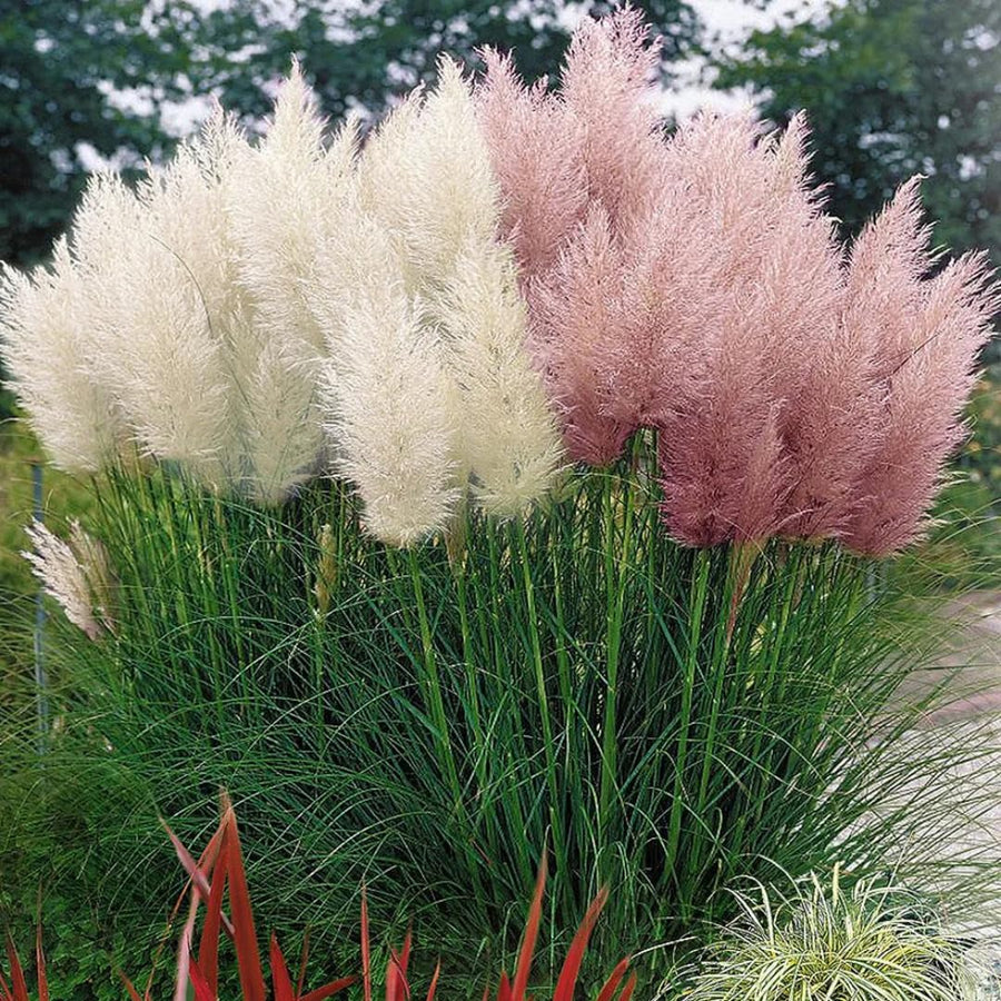 2 Plants of Pampas Grass Plants, Pink Pampas Grass Plants Live from 5 Inches in Height Ornamental Grass Plant Live Outdoor