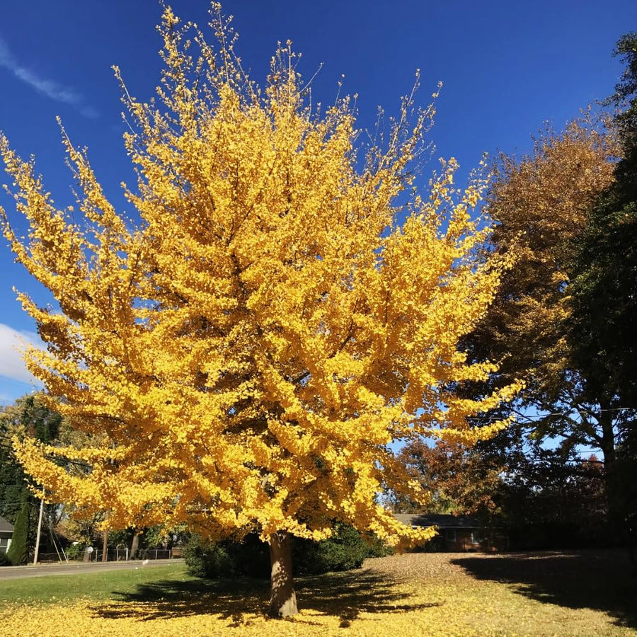 Ginkgo Tree Plant, 4 Inch Pot Hardy Ginkgo Tree Live Plant for Outdoor Garden, 6-10 Inches Tall, Vibrant Fall Foliage Tree Plant