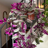 Wandering Jew Live Plant, Pink Tradescantia Nanouk Variegated Wandering Jew Houseplant, Rare Nanouk Pink Wandering Jew Plant 4 to 7 Inches Tall No Pot