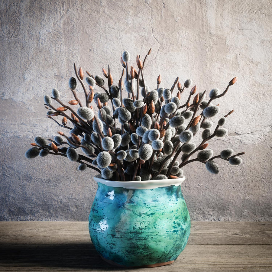 Pussy Willow Plant Live, 2.5 Inch Pot, Spring Blooming Tree for Planting, White Fast Growing Ornamental Shrub, Ready to Grow