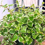 1 Variegated Swedish Ivy Plant Live for Planting - Swedish Ivy Mint Seedlings 4-9 Inch Height, in 3" Pot