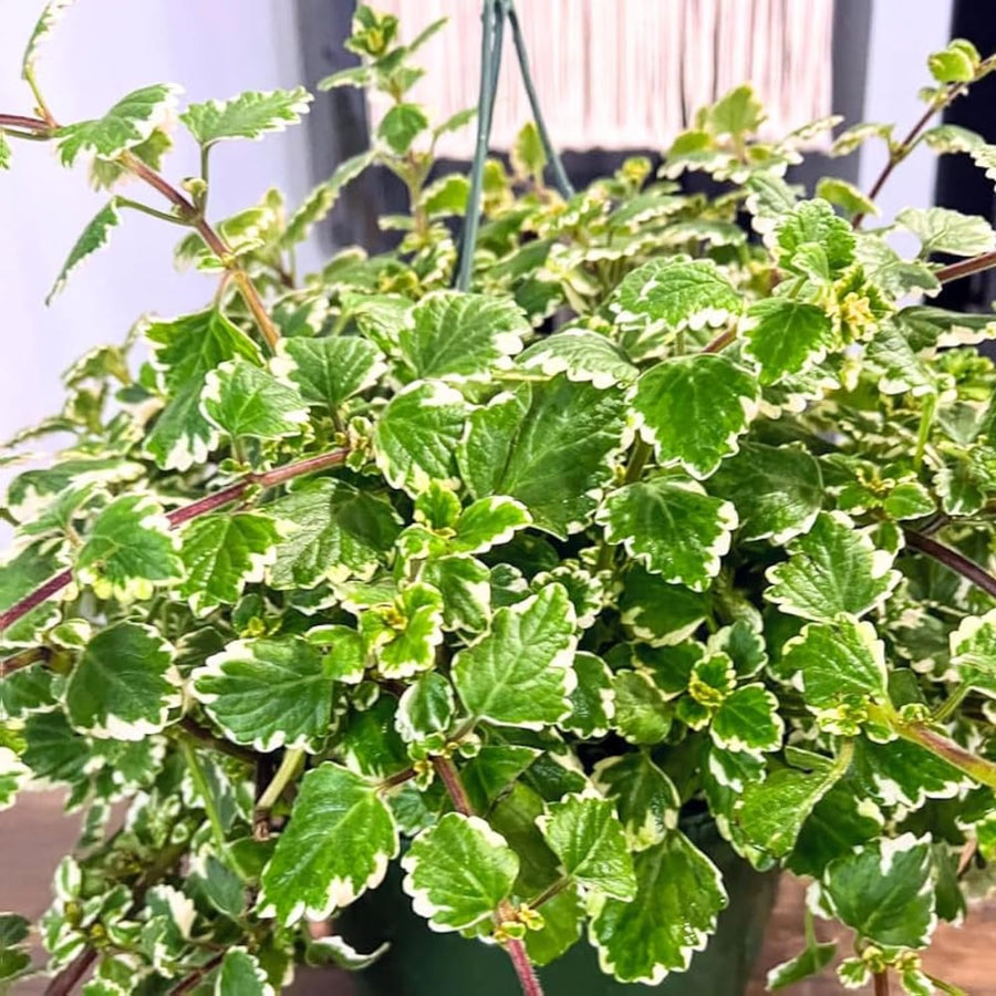 1 Swedish Ivy Plant Live for Planting - Swedish Ivy Mint Seedlings - 4-9 Inch Tall, in 3" Pot
