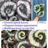 Combo 3 Rare Begonia Angel Wing Plants Live, Begonia Maculata Live Plant, Begonias Live Plants Outdoor, 4 to 8 Inc Tall