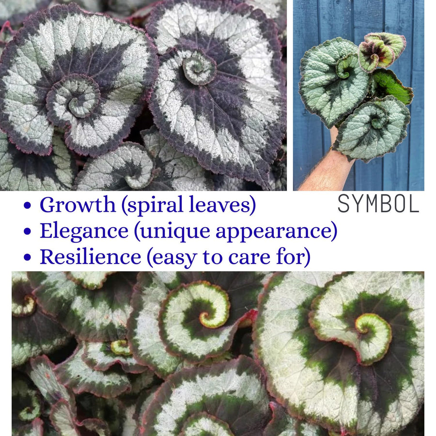 Combo 3 Rare Begonia Angel Wing Plants Live, Begonia Maculata Live Plant, Begonias Live Plants Outdoor, 4 to 8 Inc Tall