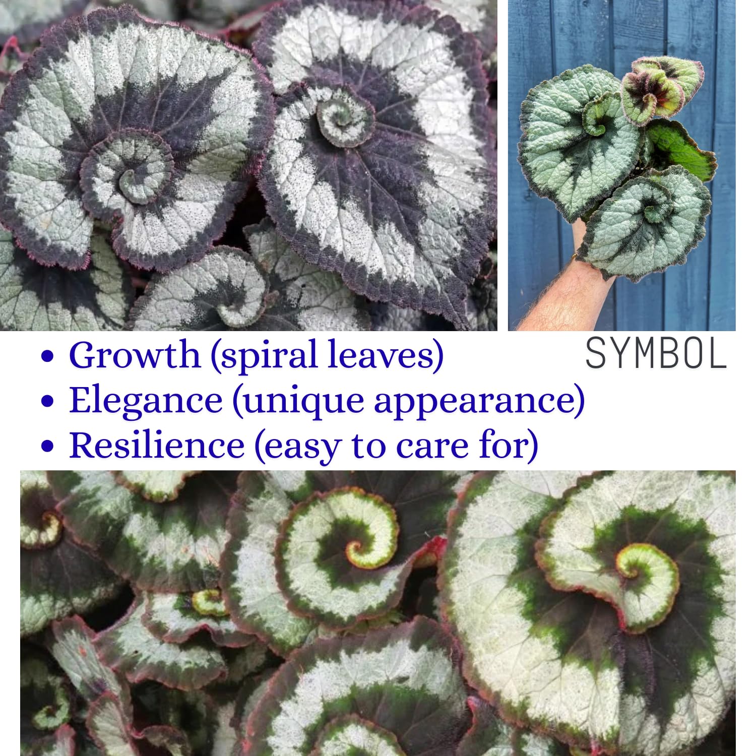 Set 3 Begonias Live Plants, Rare Green Begonia, No Pot, Starter 4 to 8 Inc Tall, Indoor Outdoor Houseplant