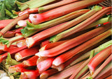 5 Rhubarb Roots for Planting, Medium Size Crown Rhubarb Rhizomes, Perennial Vegetable Plants, Cold-Hardy, Outdoor Garden