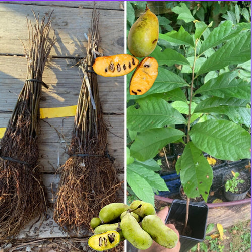Set 4 Pawpaw Plants Live Bareroots, 6–12 Inches Tall, Live Paw Paw Fruit Tree Roots, No Leaves