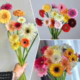 Sets 4 Random Gerbera Daisy Live Plants, Ready to Bloom in Spring, Flower Winter Hardy Outdoor Planting