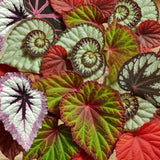 Set 3 Begonias Live Plants, Random Mix Color Leaf, No Pot, Starter 4 to 8 Inc Tall, Indoor Outdoor Houseplant