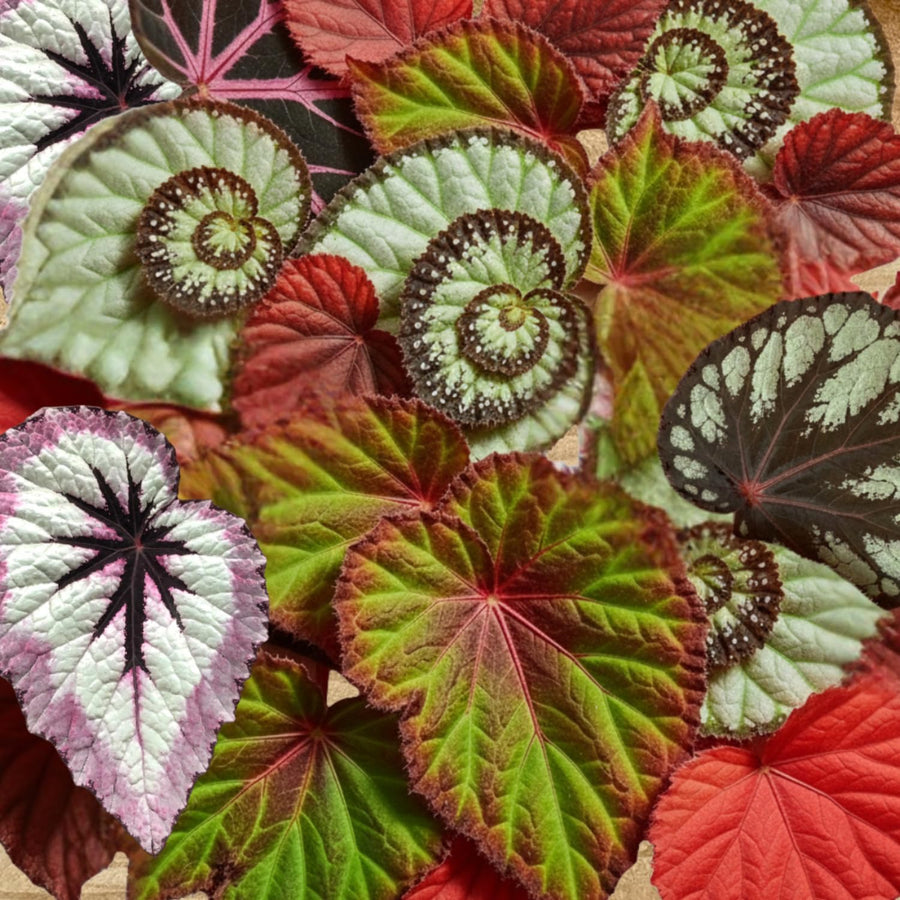 Set 3 Begonias Live Plants, Random Mix Color Leaf, No Pot, Starter 4 to 8 Inc Tall, Indoor Outdoor Houseplant