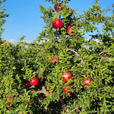 Live Sweet Pomegranate Plant, Red Pomegranate Plants Live Tree 8 to 10 Inches Tall, Pomegranates Fruit Tree, Well Rooted, 4 Inches Pot Plants