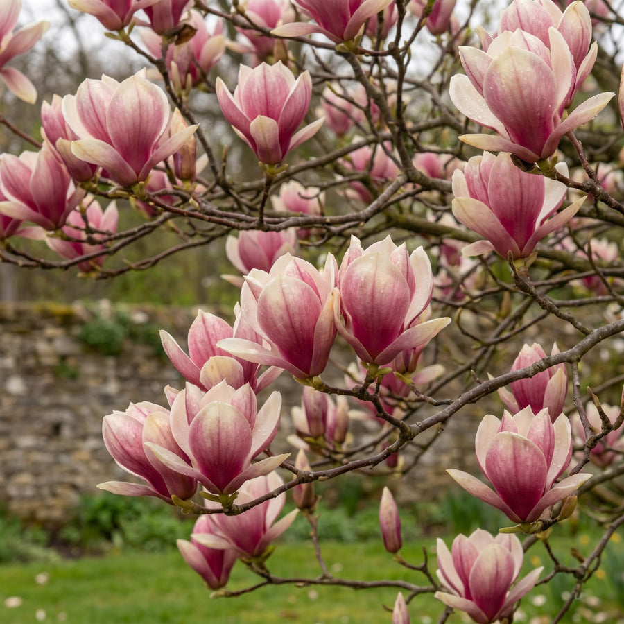 Magnolia Tree Live Plant in 2.5'' Pot, Magnolia Starter Tree, Ornamental Flowering Tree, Outdoor or Container Growing (Saucer Magnolia)