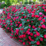 2 Rose Plants Live, Rose Bush Live Plants, Fragrant Rose Flowers, Well Rooted 5-10 Inch Tall, No Pot (Red Rose Plant)