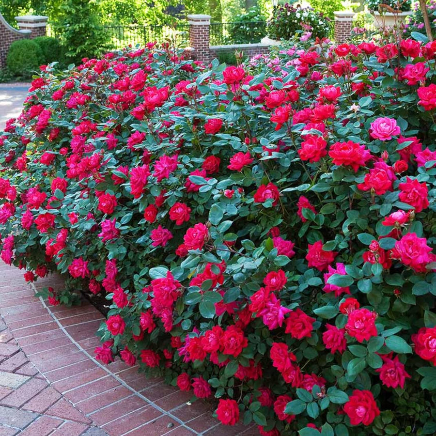 2 Rose Plants Live, Rose Bush Live Plants, Fragrant Rose Flowers, Well Rooted 5-10 Inch Tall, No Pot (Red Rose Plant)