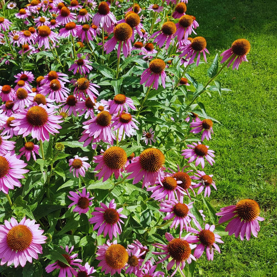 Set 6 of Echinacea Plants Live Roots, Purple Coneflower Live Plant Flowering Gardening, 4 to 6 Inc Tall Roots, Coneflower Plants Live
