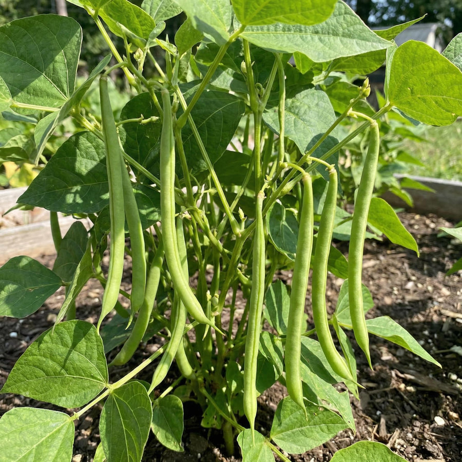 10 Long Green Bush Bean Seeds for Planting, Green Bean Vegetable Seeds, Compact Bush Bean Seeds for Garden and Container Growing