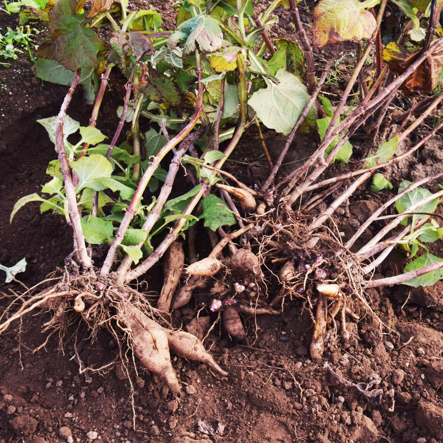 Set 4 Yacon Plants Live, Ground Apple Yacon Live Plants, 4-8 Inc Tall, Yacon Vegetable Home Garden