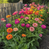 500 Zinnia Flower Seeds Mix, Vibrant Colors, Bright Colorful Blooms for Outdoor Garden