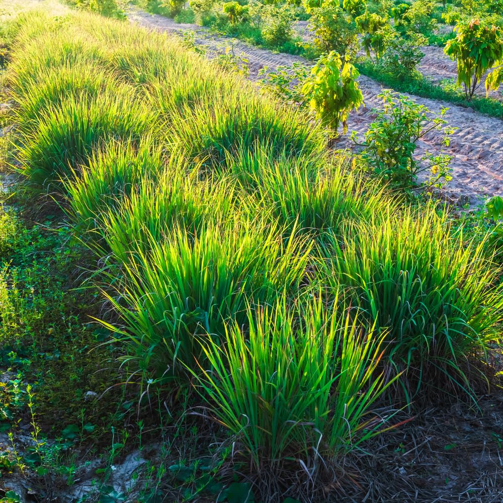 Pack 2 Lemongrass Plants Live, Edible Fragrant Lemongrass Herb Plants Potted, Outdoor Growing