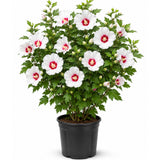 White Althea Plant, Quart Pot, 6-12 Inch Plants Rose of Sharon Flowering Shrub, Hardy Hibiscus Flower Plant for Outdoor Landscapes