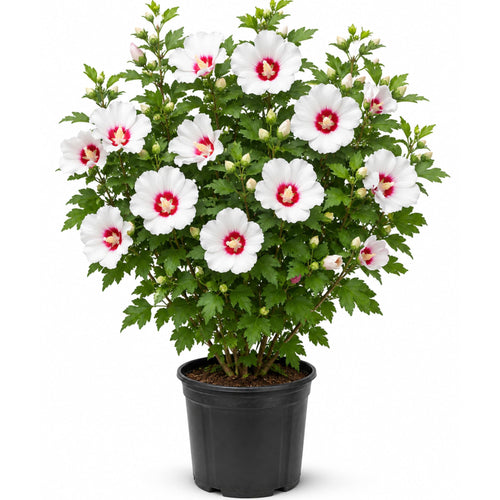 White Althea Plant, Quart Pot, 6-12 Inch Plants Rose of Sharon Flowering Shrub, Hardy Hibiscus Flower Plant for Outdoor Landscapes