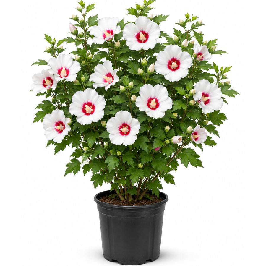 White Althea Plant, Quart Pot, 6-12 Inch Plants Rose of Sharon Flowering Shrub, Hardy Hibiscus Flower Plant for Outdoor Landscapes