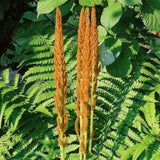 10 Cinnamon Fern Live Rhizomes, Shade Perennial Fern Plants for Outdoor Growing, Hardy, Fast Growing