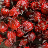 Roselle Hibiscus Plant Live, Red Sorrel Roselle Hibiscus Flowers, 8-12 Inches Tall in Half Gallon Pot, Sabdariffa Roselle Hibiscus Plant for Indoor Outdoor Planting