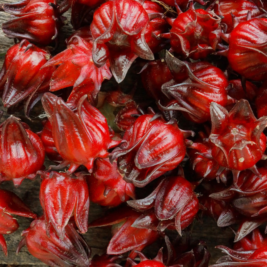 Roselle Hibiscus Plant Live, Red Sorrel Roselle Hibiscus Flowers, 8-12 Inches Tall in Half Gallon Pot, Sabdariffa Roselle Hibiscus Plant for Indoor Outdoor Planting