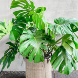 2 Monstera Deliciosa Philodendron Live Plant 5-9" Tall, Rare Tropical Indoor Houseplant Home Garden