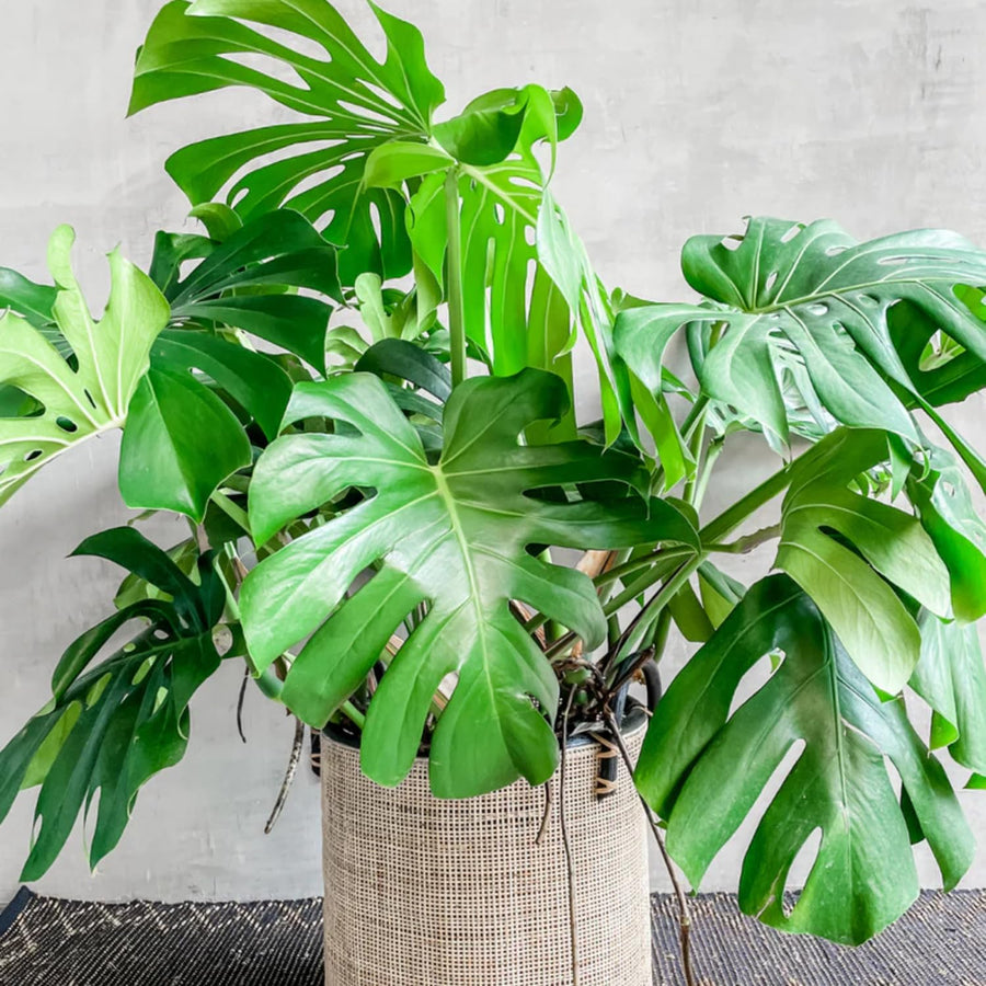2 Monstera Deliciosa Philodendron Live Plant 5-9" Tall, Rare Tropical Indoor Houseplant Home Garden