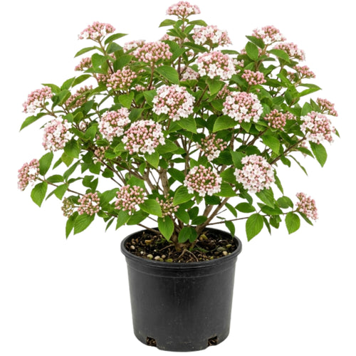 Pink Viburnum Live Plant, 2.5 Inch Pot Hardy Flowering Shrub, Fragrant Spring Blooms for Landscape Garden