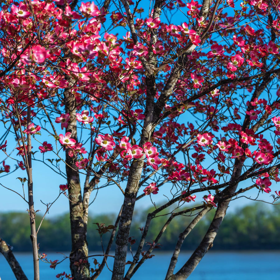 Pink Dogwood Tree Live Plant, 5 to 8'' Tall, Dogwood Flowering Plant Live Outdoor Gardening