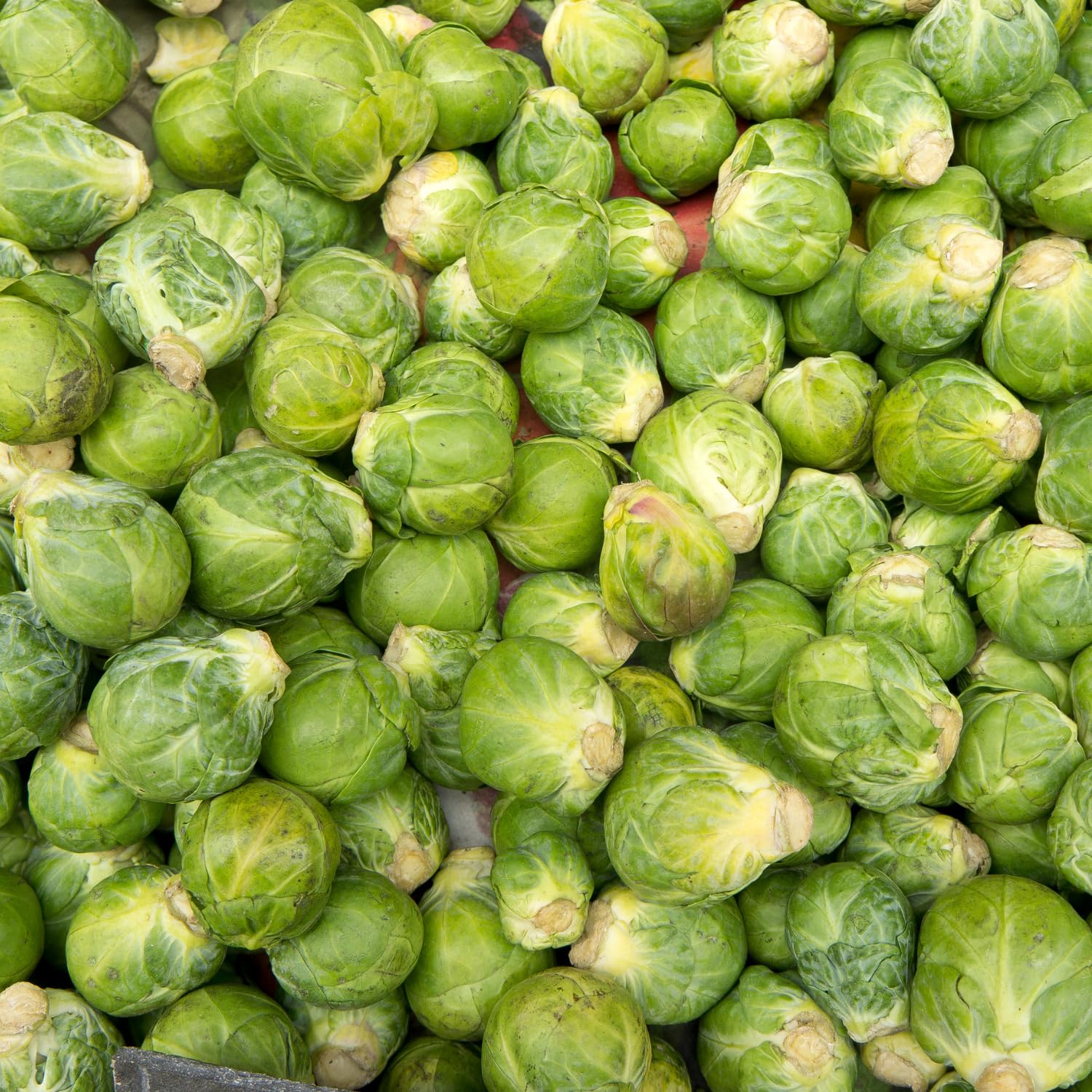 Brussel Sprouts Live Plant in 4″ Pot, Well Rooted Brussel Sprouts Plants, Vegetable for Garden or Container Planting