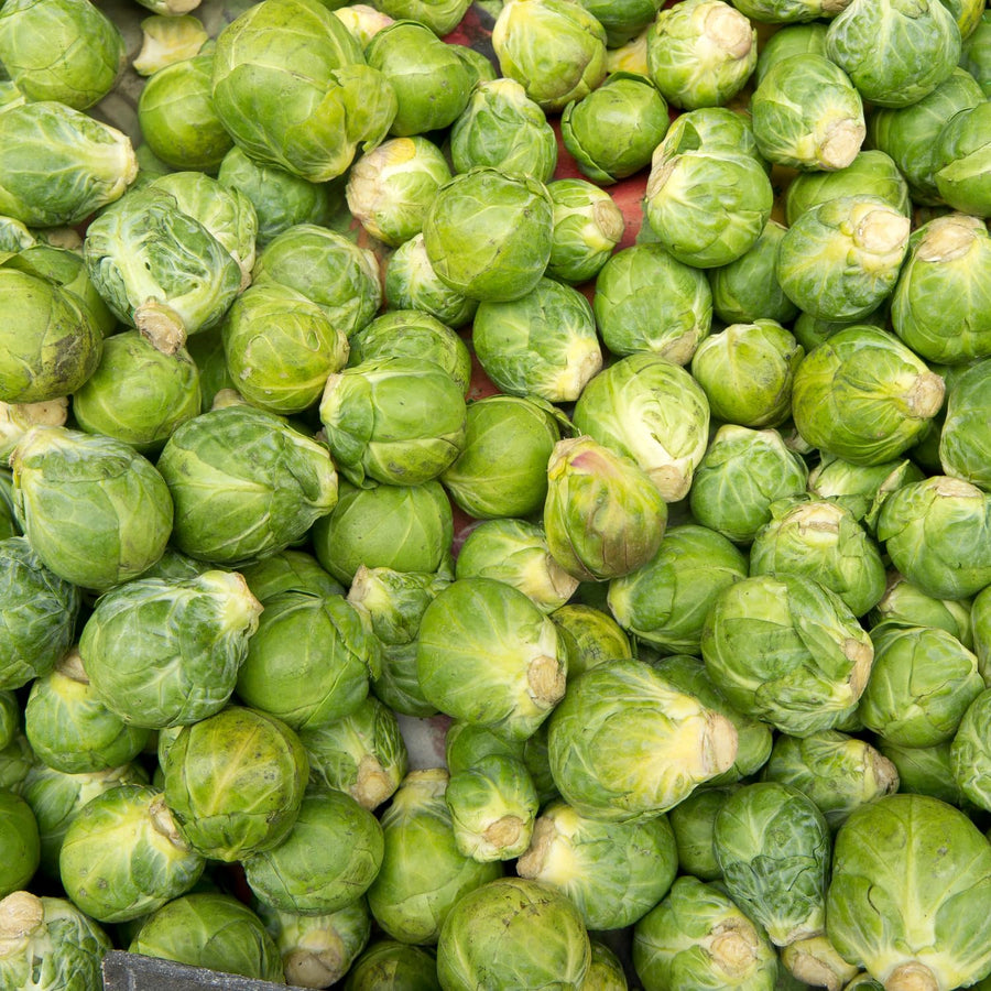Brussel Sprouts Live Plant in 4″ Pot, Well Rooted Brussel Sprouts Plants, Vegetable for Garden or Container Planting