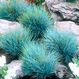 1 Blue Fescue Grass Plant Live for Planting, Ornamental Grass Perennial Garden 5-10 Inch Tall