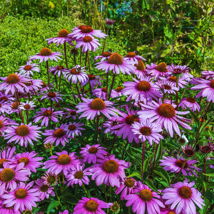 4 Purple Echinacea Plants Live Roots, 4 to 6 Inc Tall, Purple Coneflower Live Plant Flowering Gardening
