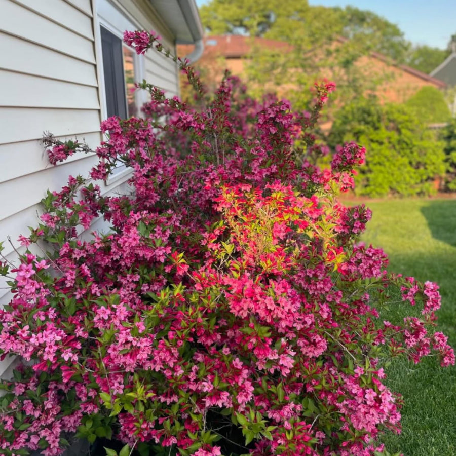 Pink Weigela Plant Live, Flowering Weigela Bush, 8-12'' Tall in Quart Pot, Perennial Shrub for Outdoor Planting