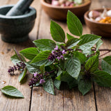 2 Live Thai Basil Plants 4 Inch Pot, High Yielding Basil Plant for Garden, Indoor or Outdoor Growing, Ready to Grow